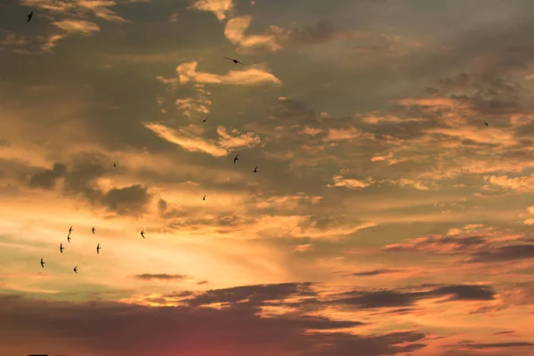Renkli bulutlar ve kuşlar siluetleri ile canlı dramatik alacakaranlık günbatımı gökyüzü