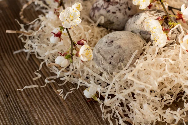 Çiçeklenme brunches ile yuvada Paschal renkli yumurta. Paskalya dekorasyonu