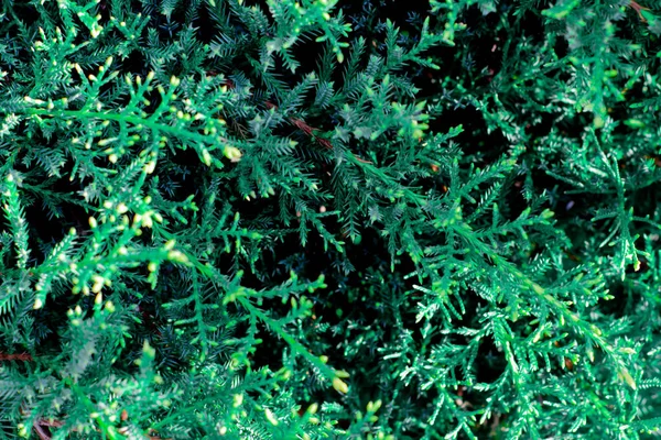 Dark green top view image for background — Stock Photo, Image