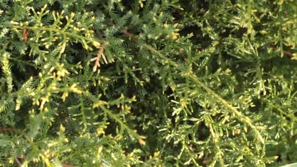 Dark Green Needles Juniper Top View Abstract Video Background — Stock Video