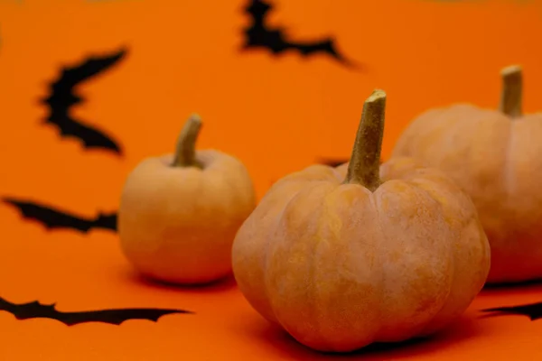 Turuncu masada balkabakları. Cadılar Bayramı geçmişi