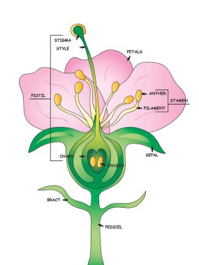 Parts of a pink flower for school clipart