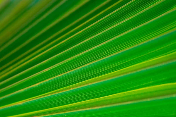 Close Green Fresh Tropical Palm Tree Leaf — Stock Photo, Image