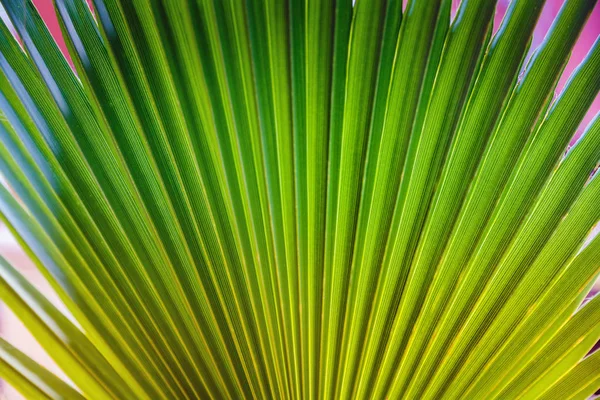 Abstract image of fresh green palm leaf in nature