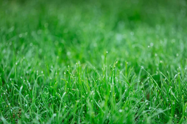 Drops Dew Green Grass Natural Background — Stock Photo, Image