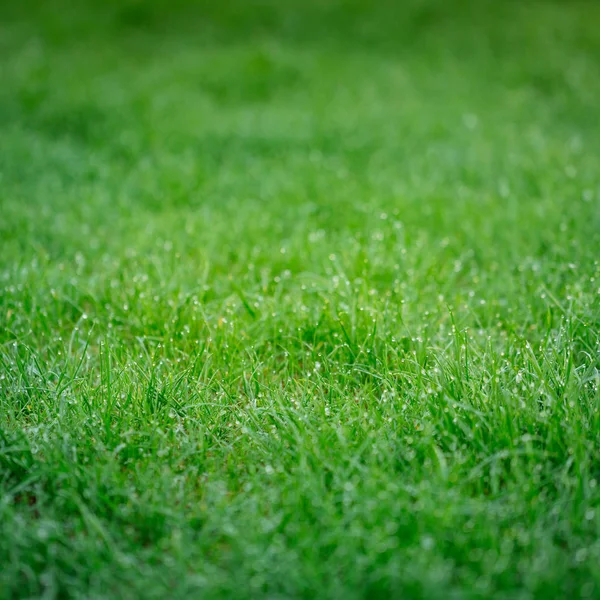 Lush Green Grass Background Shining Drops Dew Morning — Stock Photo, Image