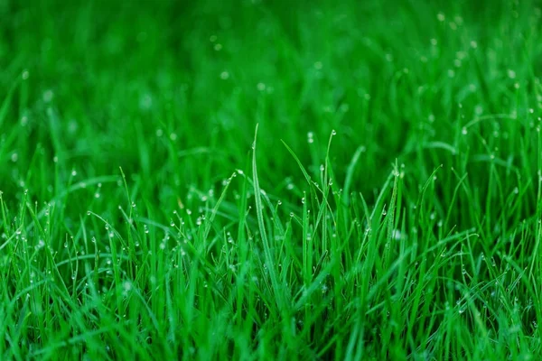 Early Morning Dew Fresh Green Grass Natural Background — Stock Photo, Image