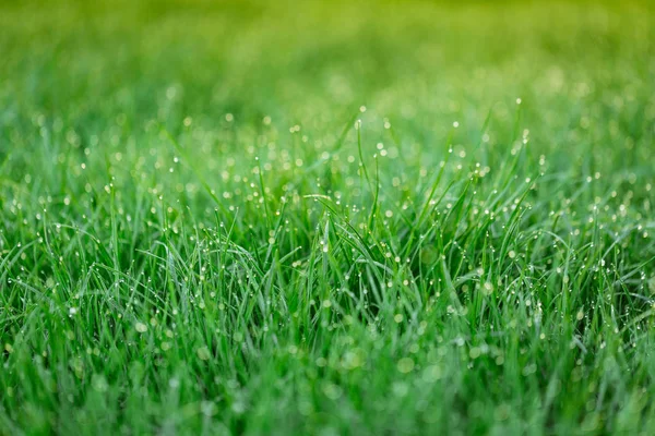 Light Morning Dew Fresh Grass — Stock Photo, Image