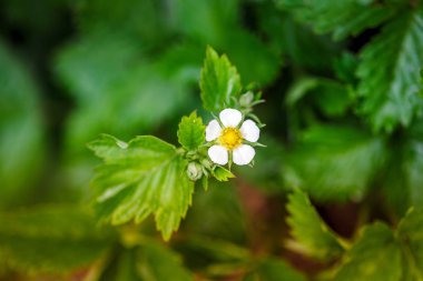 Çilek çiçek leves ile kapatın. Yumuşak odak.