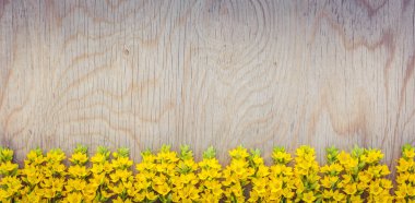 Ahşap arka plan karesinde sarı kır çiçekleri. Üstten görünüm, kopya alanı.