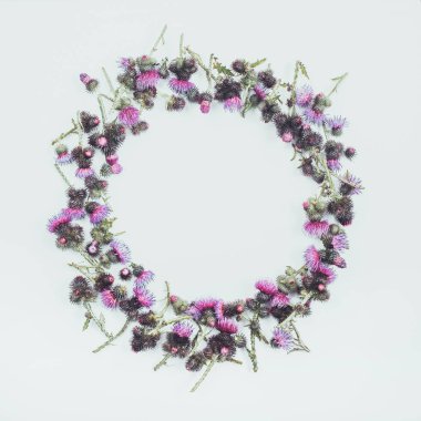 Çiçek kompozisyon. Thistle yeşil şube diken ve beyaz arka plan üzerinde çiçek açması ihale koyu kırmızı çiçekler ile yuvarlak çerçeve yaptı. Yat, görünümü, kopya alanı top. Tonda. Sevgililer veya düğün arka plan.