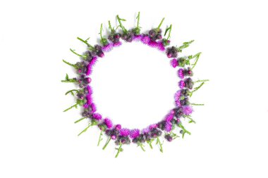 Çiçek kompozisyon. Thistle yeşil şube diken ve beyaz arka plan üzerinde çiçek açması ihale koyu kırmızı çiçekler ile yuvarlak çerçeve yaptı. Düz yatıyordu, en iyi görünüm, kopya alanı