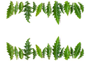 Yeşil saflarına çerçeve çiçek ıslak bir Thistle bırakır. Kopyalama alanı, üstten görünüm, düz lay.