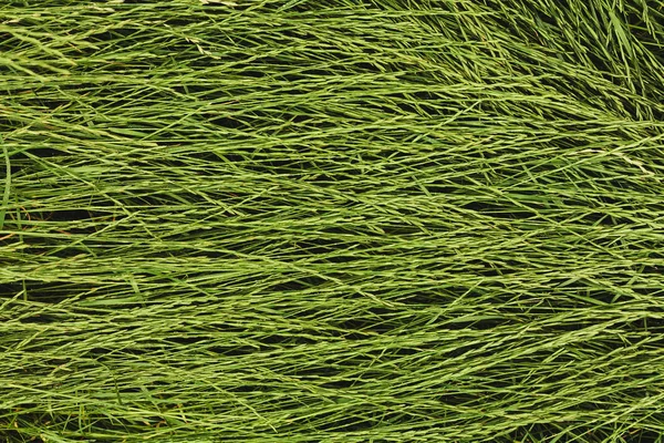 Green Grass Lay Rain — Stock Photo, Image