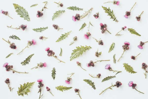 Floral pattern made of thistle with pink and purple  flowers, green leaves, branches and thorns on white background. Flat lay, top view. Valentine\'s background. Isolated.