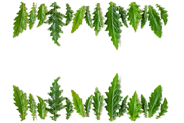 Yeşil saflarına çerçeve çiçek ıslak bir Thistle bırakır. Kopyalama alanı, üstten görünüm, düz lay.