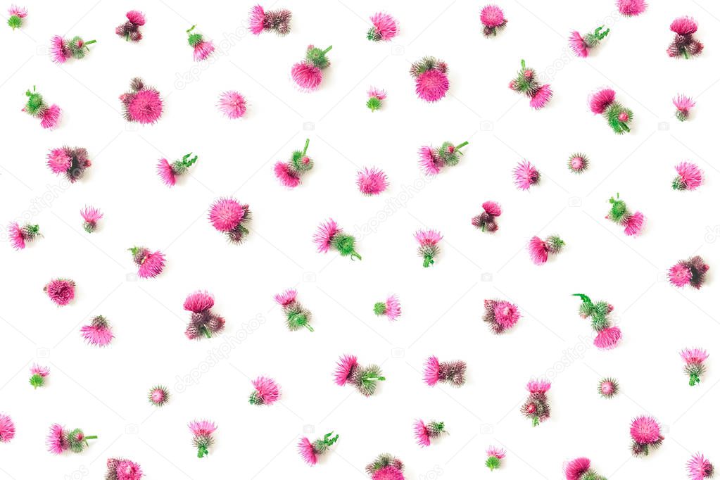 Floral pattern made of pink thistle's  flowers with thorns on white background. Flat lay, top view, isolated. Valentine's background