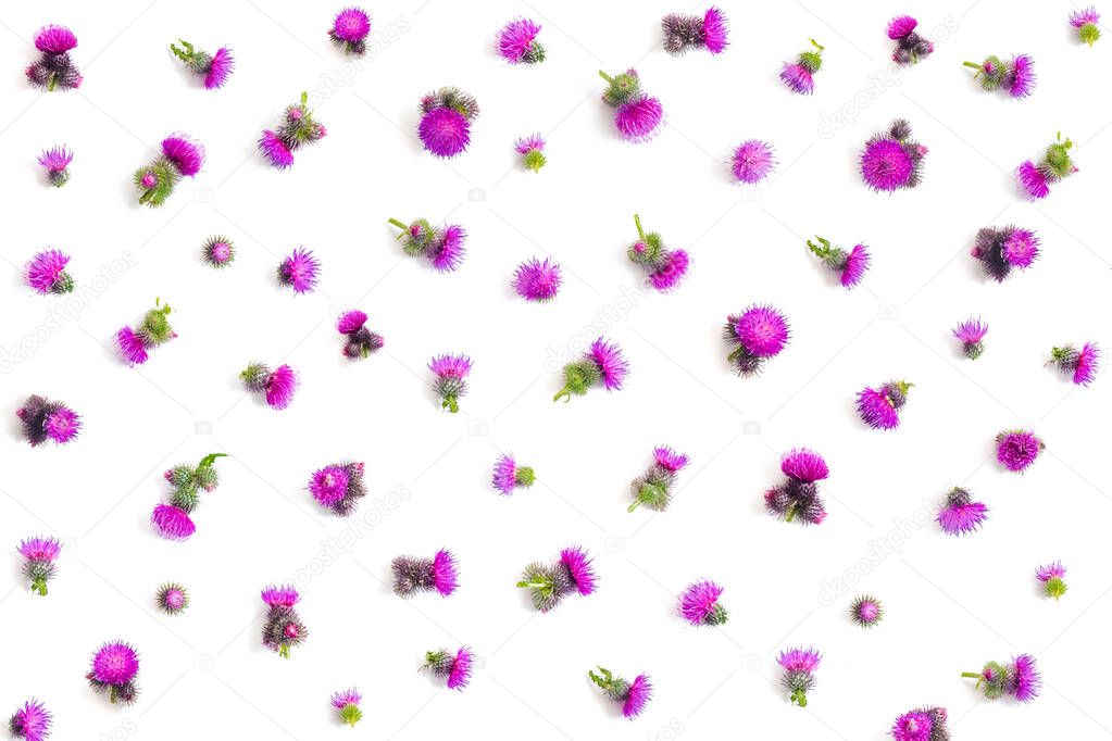 Floral pattern made of purple thistle's  flowers with thorns on white background. Flat lay, top view, isolated. Valentine's background. Toned.