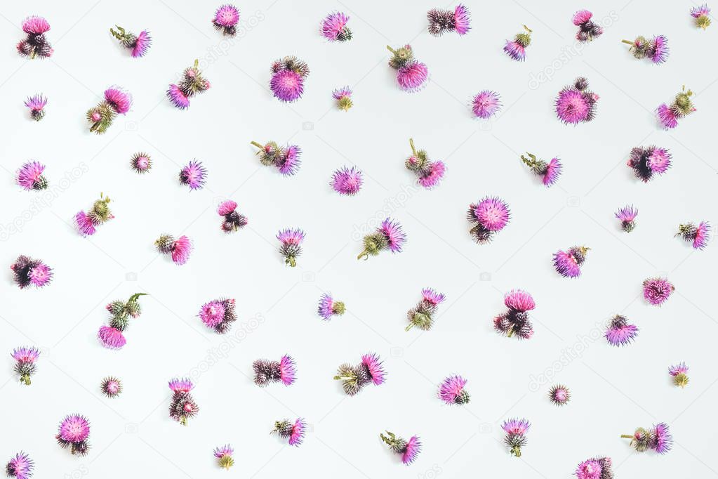 Floral pattern made of pink thistle's  flowers with thorns on white background. Flat lay, top view, isolated. Valentine's background. Toned.