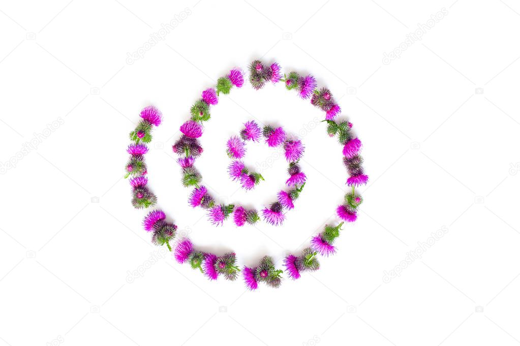 Flower curl made of pink flowers and thorns of a Thistle.