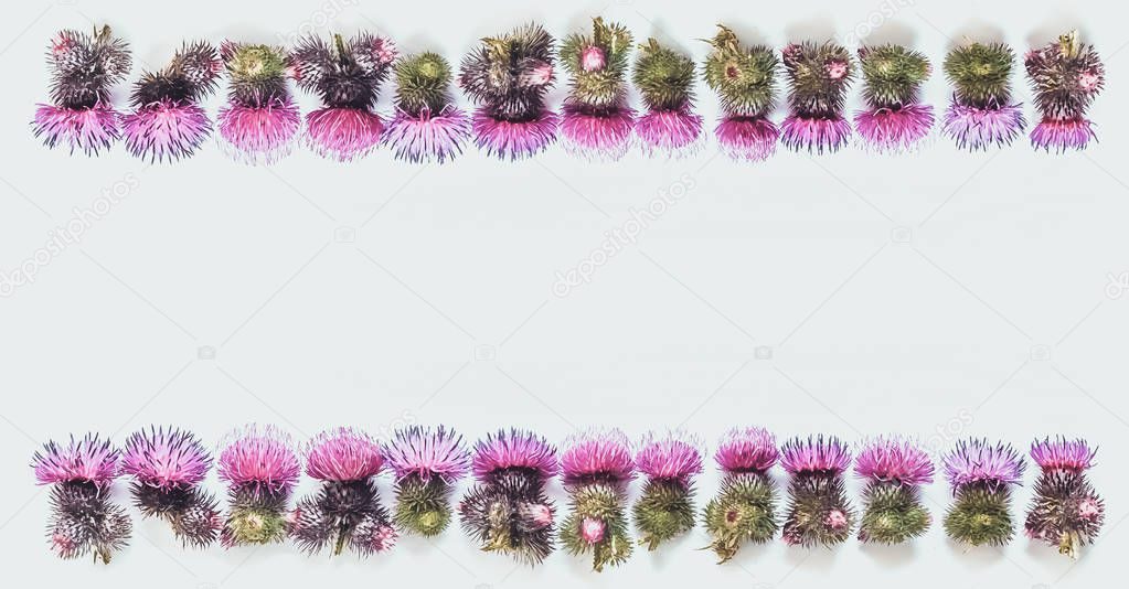 Two rows of spines of a Thistle with pink and Magenta colors, above and below. Place for text. Concept-everything has two sides. Psychology of relationships.