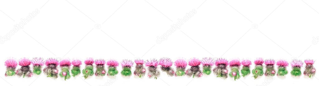 Thorns of Thistle with blooming pink flowers, lined up. Place for text. Flat lay; top view; copy space.