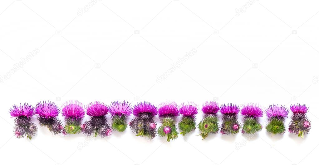 Thorns of Thistle with blooming pink flowers, lined up. Place for text. Concept-everything has two sides. Psychology of relationships.