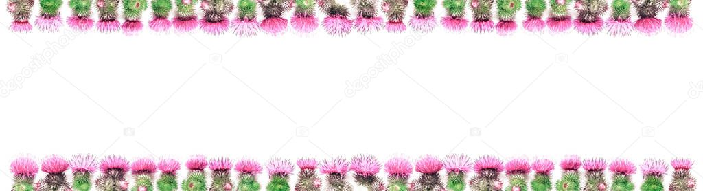 Two rows of spines of a Thistle with pink and Magenta colors, above and below. Place for text.