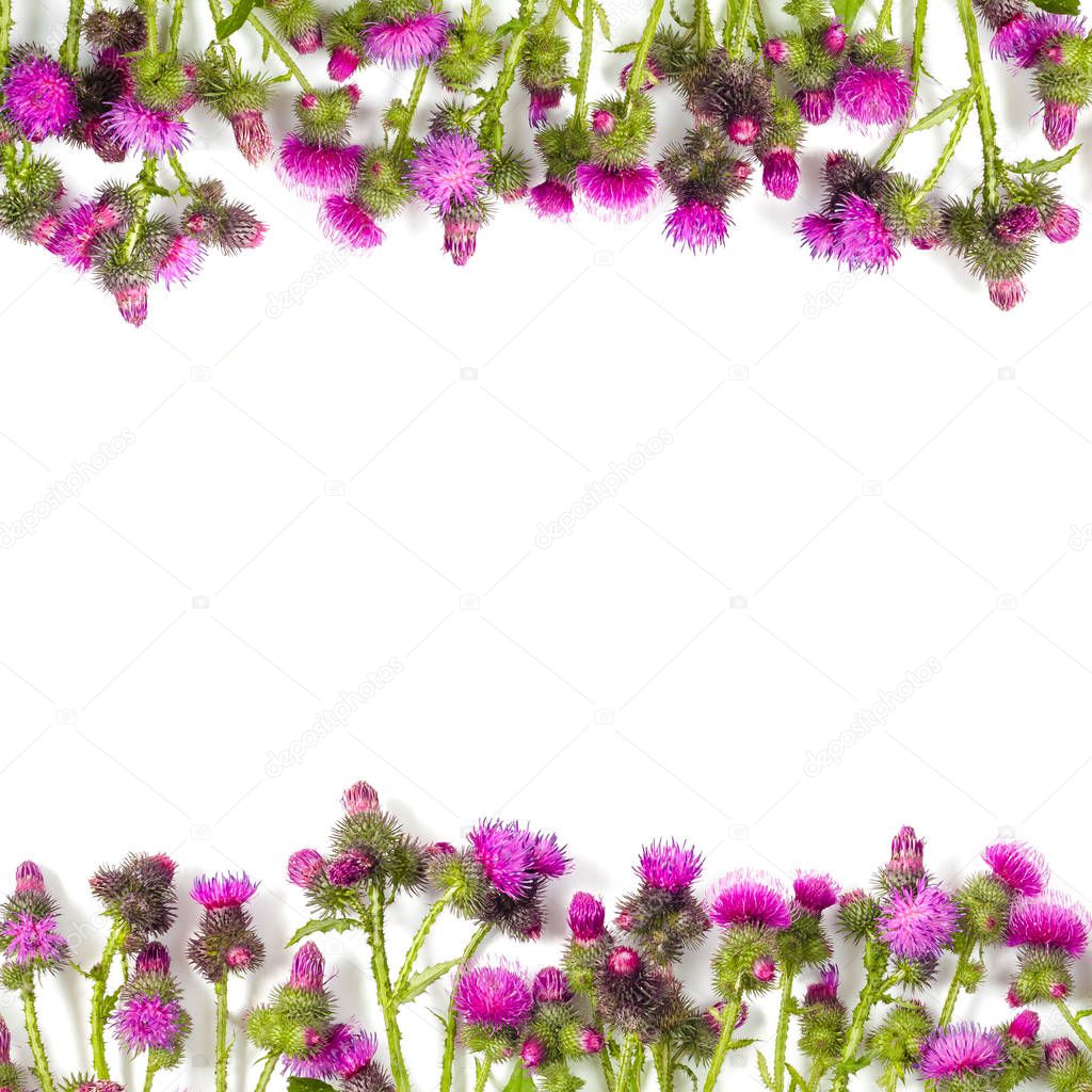 Blooming with pink and crimson flowers Thistle. Floral frame on white background. Isolated