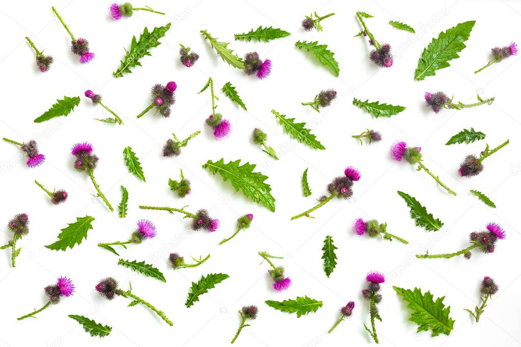 Floral pattern made of thistle with pink and purple  flowers, green leaves, branches and thorns on white background. Flat lay, top view. Valentine's background. Isolated.