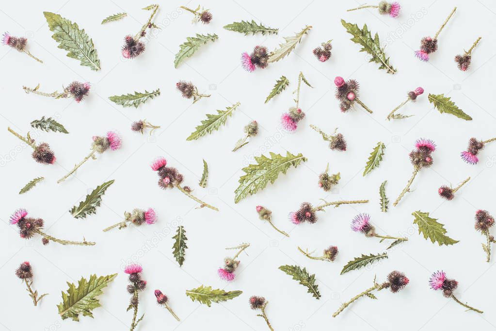 Floral pattern made of thistle with pink and purple  flowers, green leaves, branches and thorns on white background. Flat lay, top view. Valentine's background. Isolated.