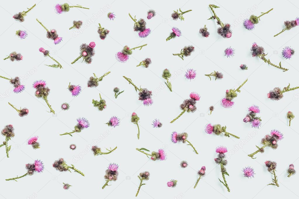 Floral pattern made of thistle with pink and purple flowers and thorns on white background. Flat lay, top view. Valentine's background. Isolated.