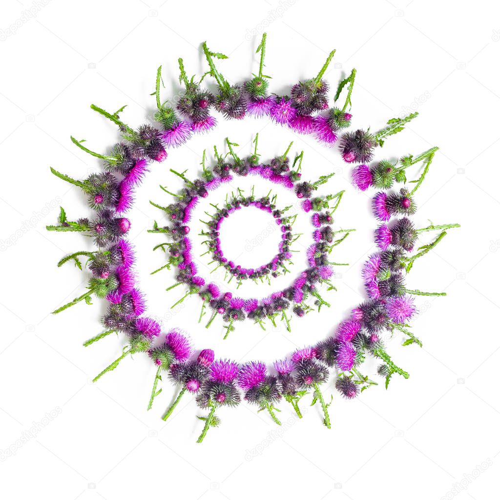 Flowers composition. Triple round frame made of green branches of Thistle with thorns and blossoming tender crimson flowers on white background. Flat lay, top view, copy space. Toned. Valentine's or wedding background.