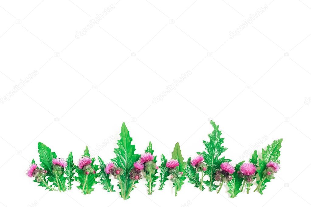 A row of green leaves and thorns of Thistle, blooming with delicate pink and crimson flowers. Flat lay, top view. Copy space.