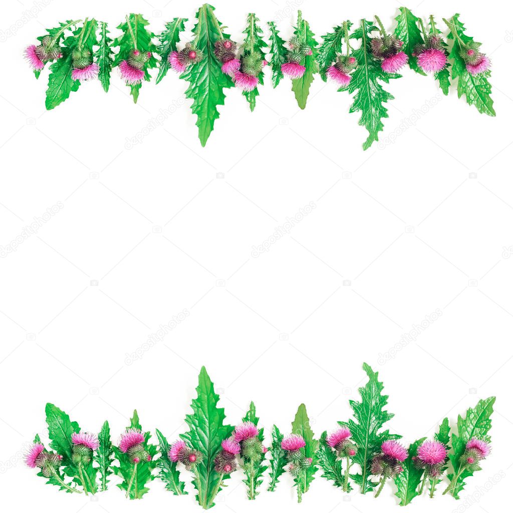 Flower frame of rows of green leaves and twigs and thorns with blooming Thistle flowers.
