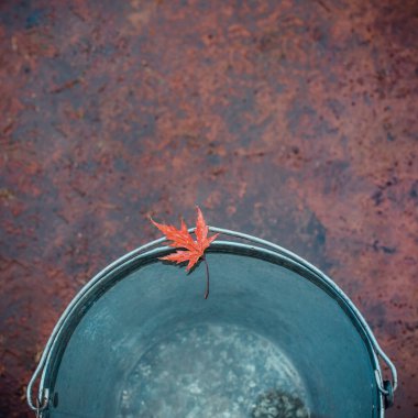 Wet red maple leaf lies on the edge of the tin bucket . Top view, copy space. The concept of 