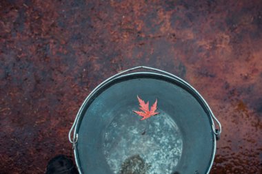 A red maple leaf floats on the surface of the water in a tin bucket. Top view, copy space. Concept 