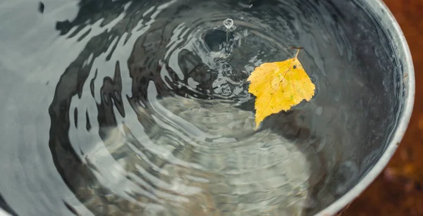 Yellowed Birch Leaf Floats Surface Water Tin Bucket Raindrops Concept — Stock Photo, Image