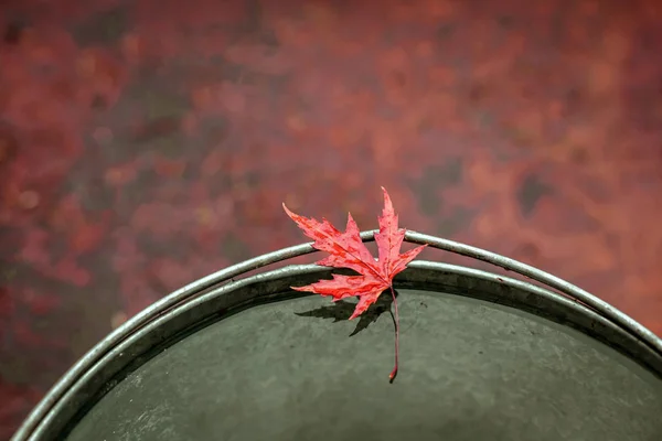 Beautiful Red Maple Leaf Edge Tin Bucket Water Autumn Background — Stock Photo, Image