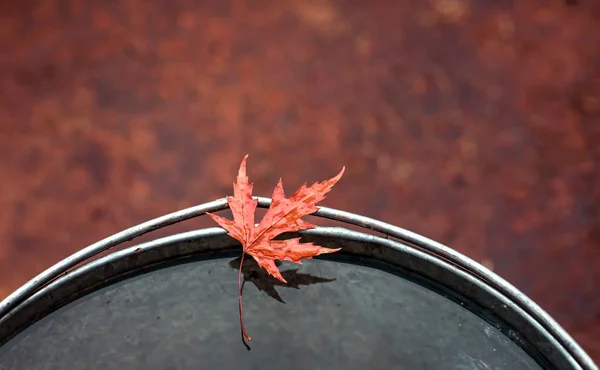 Belle Feuille Érable Rouge Sur Bord Seau Étain Avec Eau — Photo