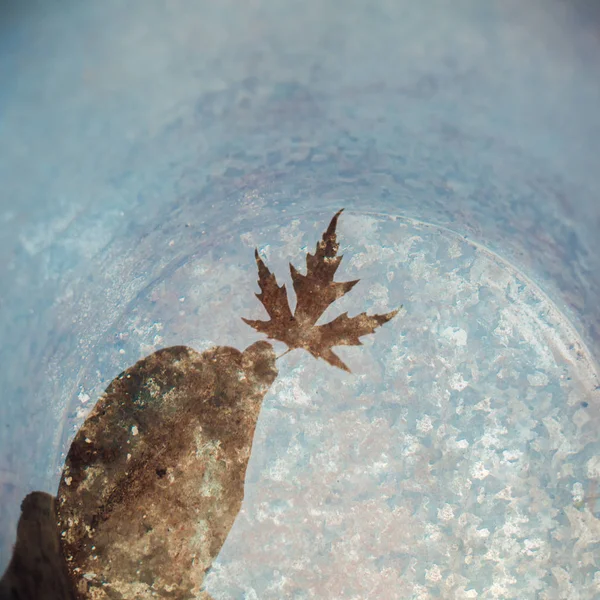 Bucket Full Water Reflects Hand Holding Beautiful Maple Leaf Place — Stock Photo, Image