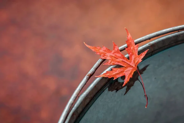 Beautiful Wet Red Maple Leaf Edge Tin Bucket Water Place — Stock Photo, Image