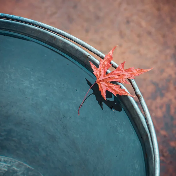 Όμορφη Υγρό Κόκκινο Φύλλο Σφενδάμνου Στην Άκρη Του Κασσίτερου Κουβά — Φωτογραφία Αρχείου