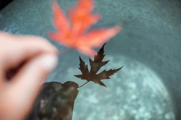 A bucket full of water reflects a hand holding a beautiful maple leaf. Place for text. The concept of Autumn melancholy