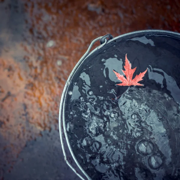 Beatiful Red Maple Leaf Floats Tin Bucket Water Surface Which — Stock Photo, Image