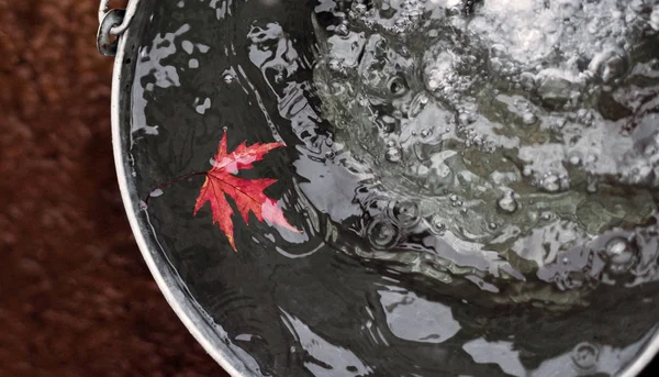 Une Feuille Érable Rouge Flotte Dans Seau Étain Surface Eau — Photo