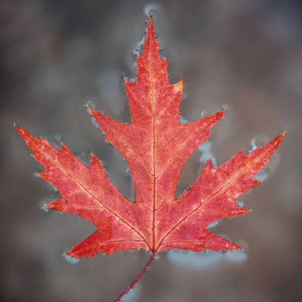 Fall Leaf Red Maple Lies Surface Water Close Selective Focus — Stock Photo, Image