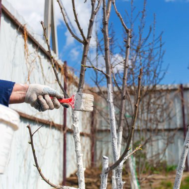 Bahar ağaç koruma. Limon ağaçlarıyla boyama. 