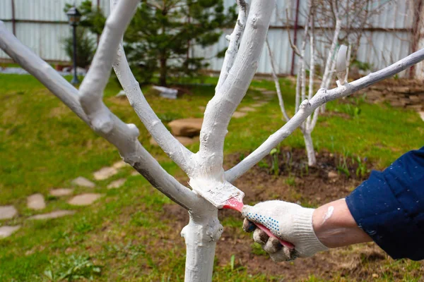 Protection Des Arbres Printemps Peindre Des Arbres Chaux — Photo