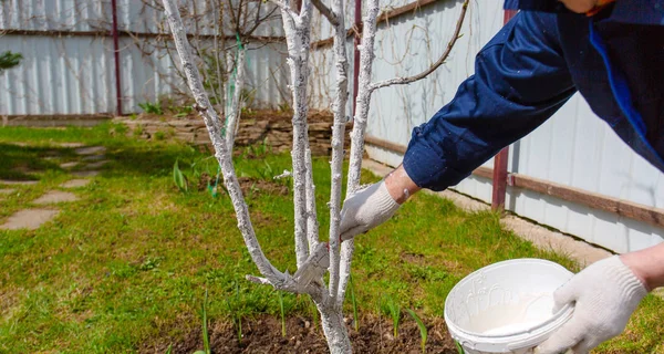 Lente Boom Bescherming Schilderij Bomen Met Kalk — Stockfoto